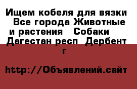 Ищем кобеля для вязки - Все города Животные и растения » Собаки   . Дагестан респ.,Дербент г.